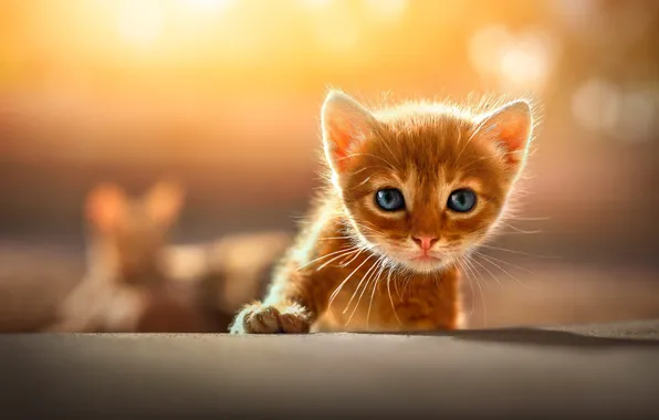 Картинка кошка, взгляд, свет, желтый, поза, котенок, фон, лапа