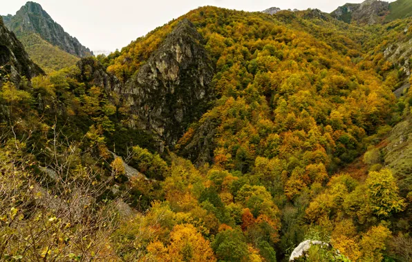 Картинка осень, лес, деревья, горы, скалы