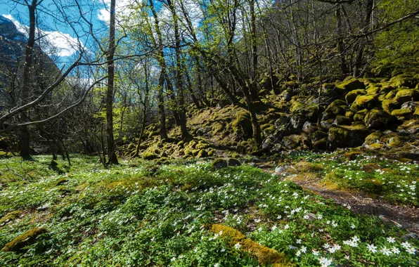 Трава, солнце, деревья, цветы, горы, камни, мох, весна