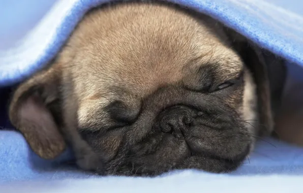 Картинка сон, щенок, одеяло, собока
