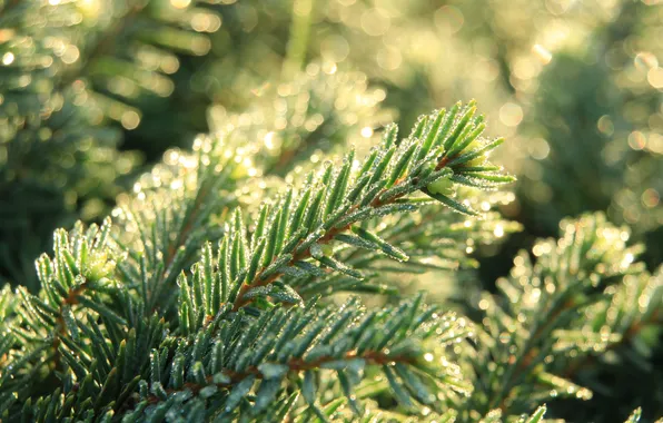 Dew, spruce, twig