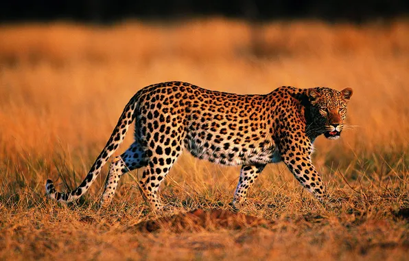 Природа, Леопард, хищник, окрас