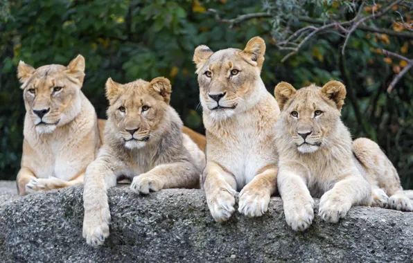 Кошки, камень, львы, львята, львица, ©Tambako The Jaguar