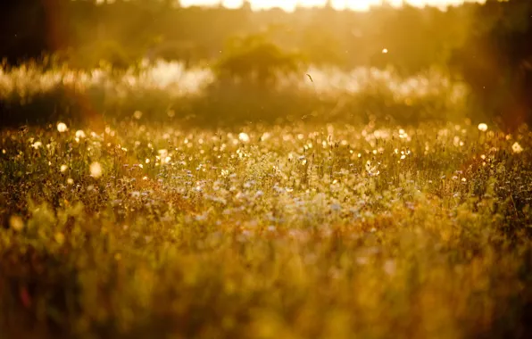 Картинка лето, солнце, природа, фон, поляна, растения, размытость, травы