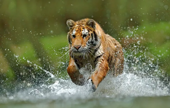 Tiger, water, run