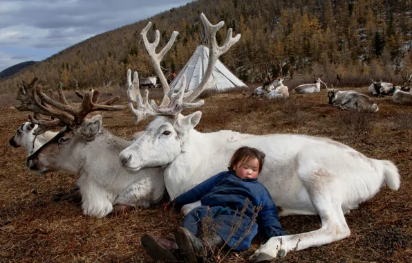 Картинка природа, жизнь, девочка, олени, Монголия