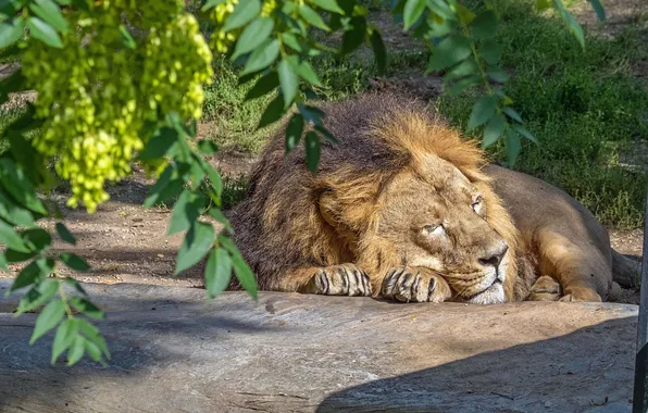 Кот, лев, спит, cat, lion, sleeping