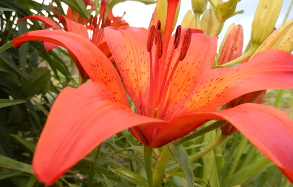 Лилия, красный цветок, red flower, liliya