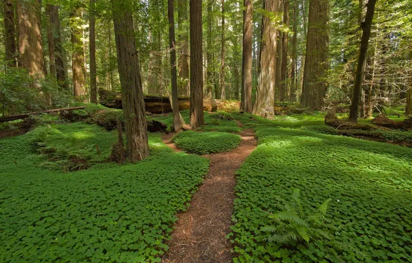 Картинка лес, деревья, пейзаж, природа, тропа, растения, forest, папоротник