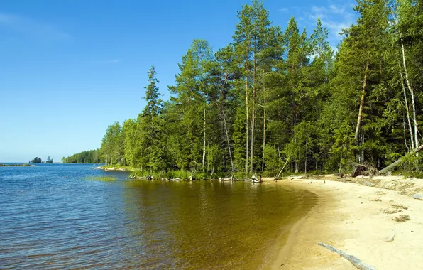Песок, природа, берег, сосны