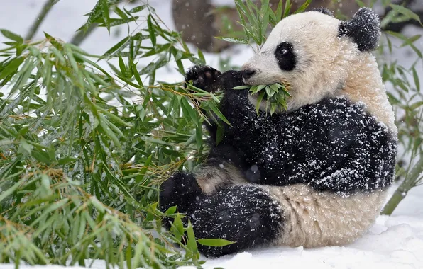Картинка зима, листья, снег, ветки, бамбук, панда