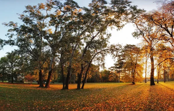 Картинка осень, листья, деревья, закат, парк, листва, желтые