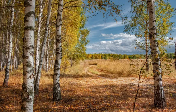 Дорога, поле, осень, лес, небо, облака, деревья, природа