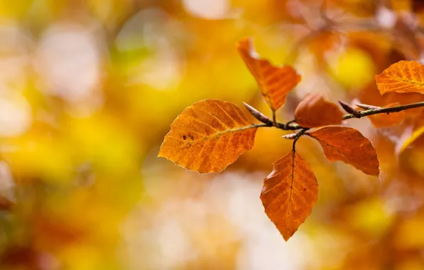 Осень, макро, природа, ветка, желтые, Листья, оранжевые, боке