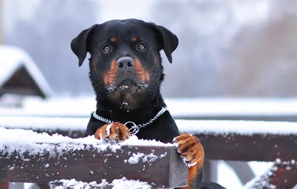 Картинка зима, снег, служебная порода, rottweiler