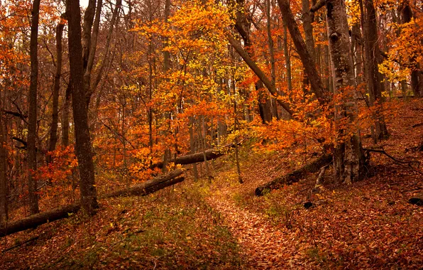 Картинка осень, лес, листья, деревья, склон, тропинка