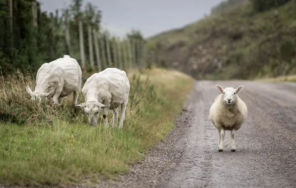 Картинка дорога, природа, овцы