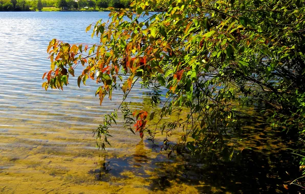 Осень, листья, вода, озеро, дерево