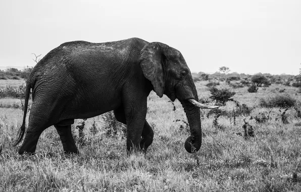 Elephant, mammal, black white