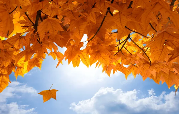 Осень, небо, листья, autumn, leaves, fall, maple