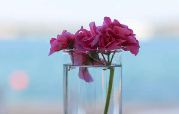 Картинка вода, цветы, лепестки, ваза