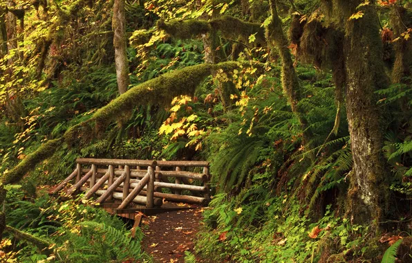 Картинка лес, деревья, США, мостик, тропинка, кусты, Oregon, Upper Butte Creek Falls
