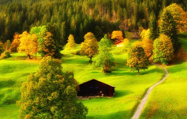 Green, trees, way, countryside, path, cabin, hut