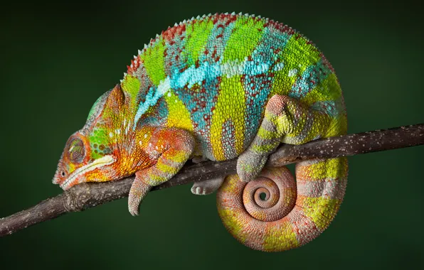 Картинка reptile, Chameleon, color changing