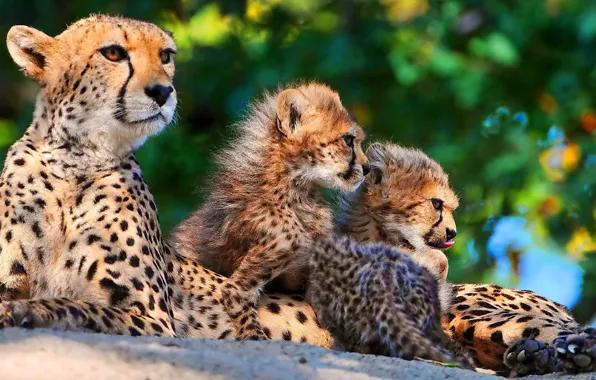 Семья, котята, гепард, мама, трое, мать