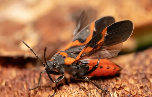 Colors, wings, insect