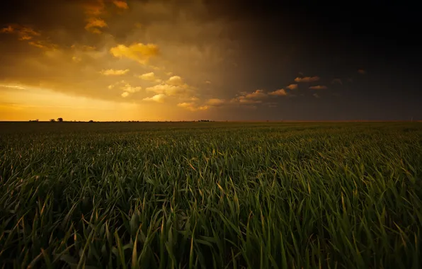 Картинка поле, лето, небо, трава, закат, тучи, природа