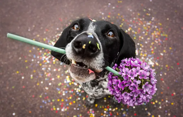 Картинка цветок, взгляд, друг, собака
