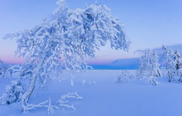 Зима, снег, деревья, Швеция, Sweden, Lapland, Лапландия, Gitsfjallets nature reserve