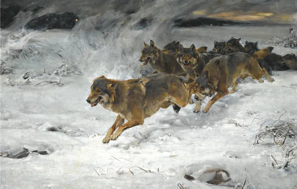 Картинка собаки, снег, рассвет, стая, художник, Alfred Kowalski-Wierusz
