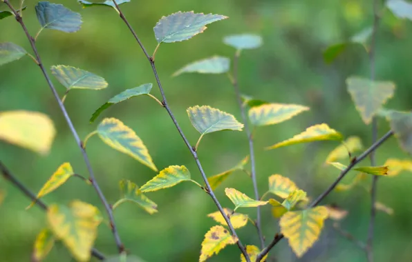 Autumn, leaf, twig