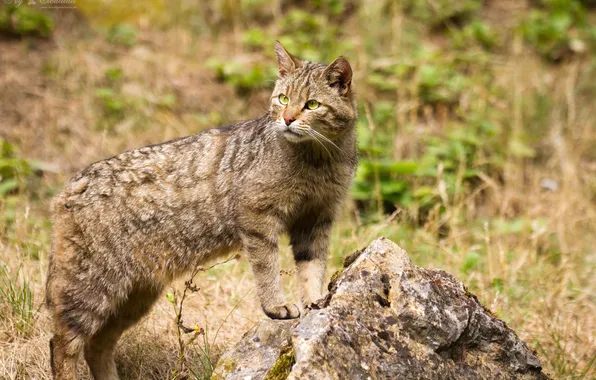 Картинка кошка, камень, лесной кот, дикий кот