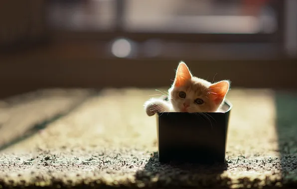 Кошка, дом, коробка