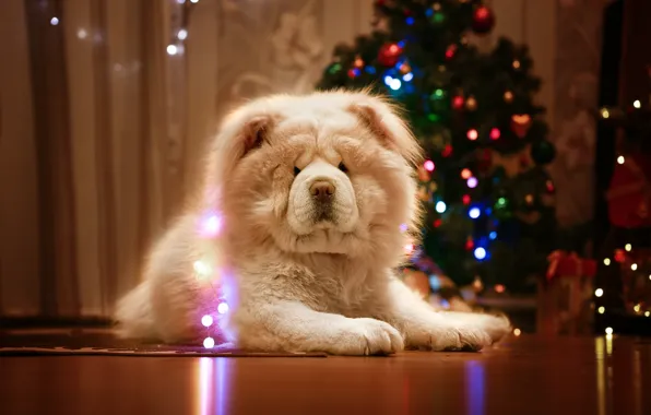 Картинка собака, Новый год, ёлка, гирлянда, Чау-чау