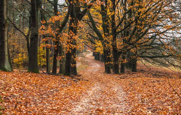 Дорога, осень, лес, листья, деревья, forest, road, park