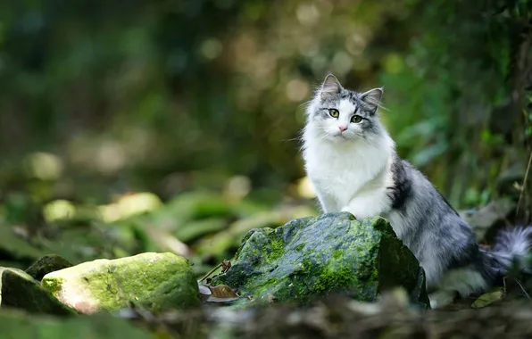 Кошка, кот, взгляд, поза, мордашка