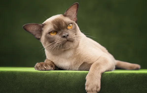 Кошка, взгляд, поза, котенок, мордашка, гремлин, ориентал, ориентальная кошка