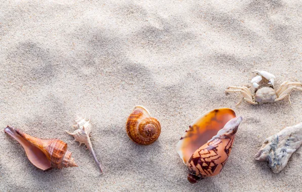 Картинка песок, пляж, ракушки, summer, beach, sand, marine, seashells