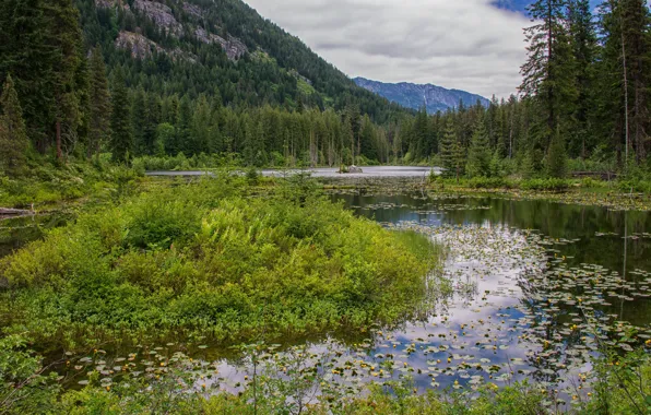 Зелень, лес, деревья, горы, озеро, США, North Cascades National Park, Howard Lake