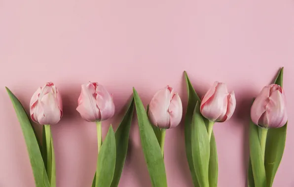 Цветы, тюльпаны, розовые, pink, flowers, beautiful, tulips, spring