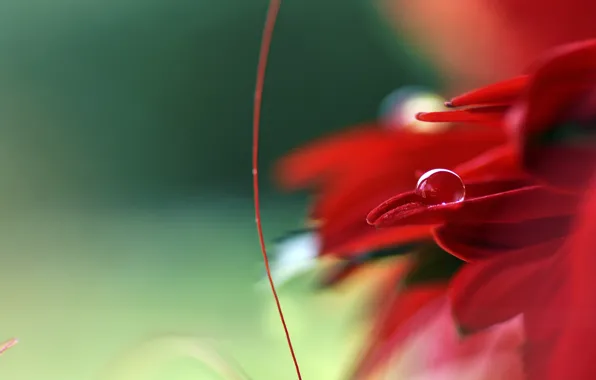 Картинка цветок, красный, капля, лепестки