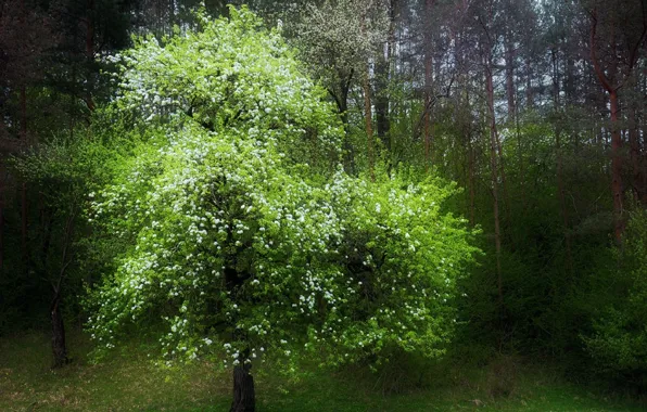 Дерево, цветение, опушка леса