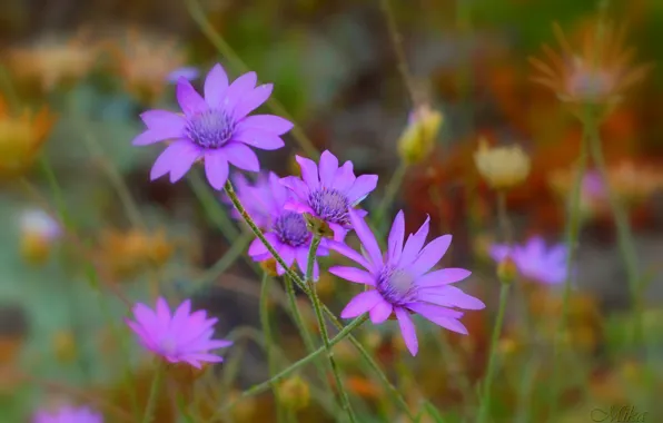 Flowers, Фиолетовые цветы, Purple flowers