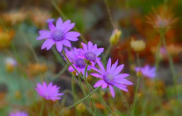 Картинка Flowers, Фиолетовые цветы, Purple flowers