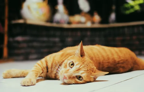 Картинка кошка, кот, взгляд, темный фон, лежит, рыжая, боке