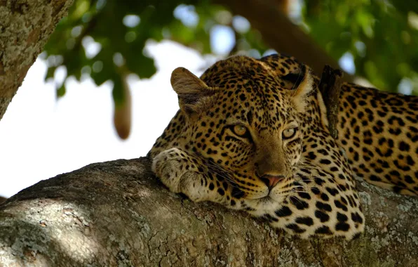 Картинка морда, отдых, хищник, леопард, лежит, дикая кошка, на дереве, наблюдение